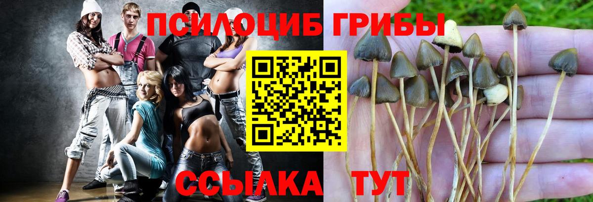 Кинель  Псилоцибиновые грибы мицелий  Вход с VPN  Псилоцибиновые грибы Psilocybe 